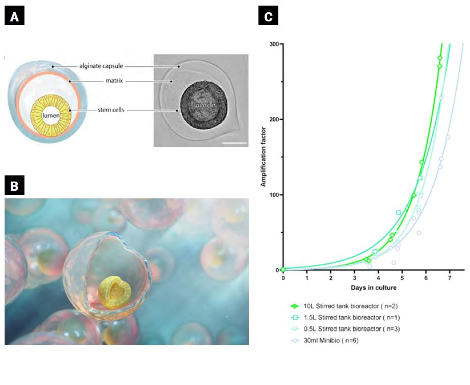 C-Stem™-enabled encapsulation preserves the exponential expansion profile of hPSCs grown in rosette conformation regardless of the bioreactor volume