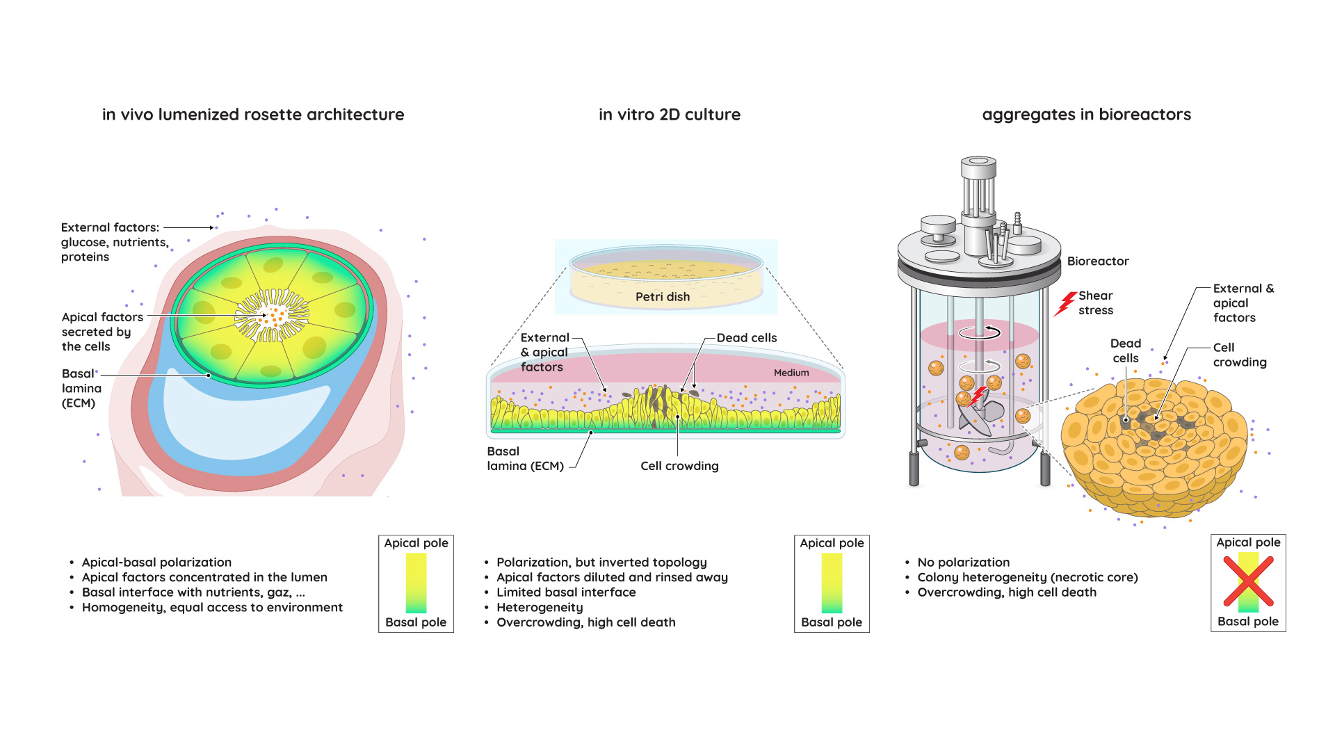 Comparison of standard 2D culture and 3D aggregate culture to the in vivo lumenized rosette