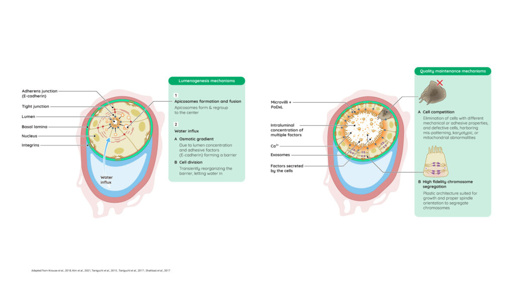 Genesis & properties of the pluripotent lumenized rosette