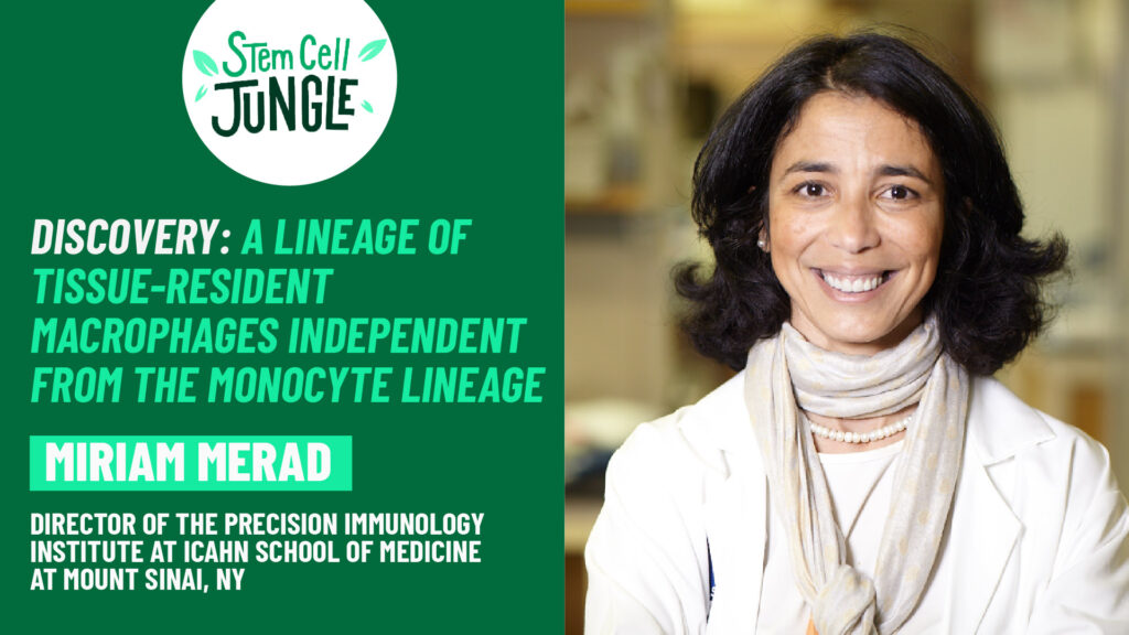 Discovery : a lineage of tissue-resident macrophages independent from the monocyte lineage