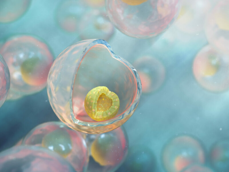 cellules-souches-pluripotentes-induites-autoorganisees-en-3D-dans-une-caspule-Treefrog-C-Stem-scaled-1