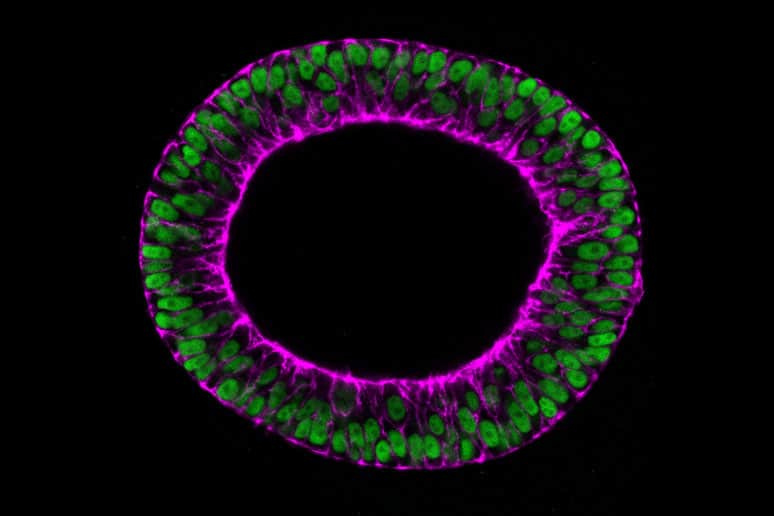 3D epiblast like ipsc structure treefrog stem cell cyst media
